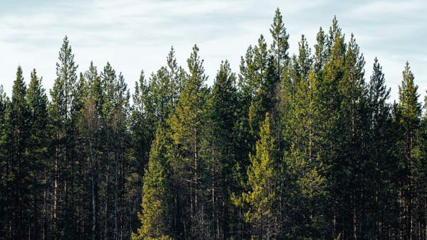 En ung tallskog i solljuset