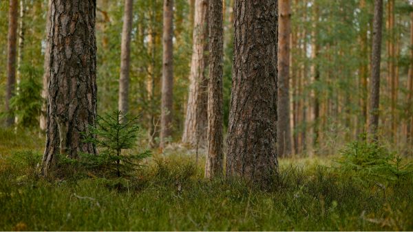 Närbild på en tallskog i Sverige, med fokus på basen på stammarna. Mellan träden, i blåbärsriset, växer små granplantor upp.